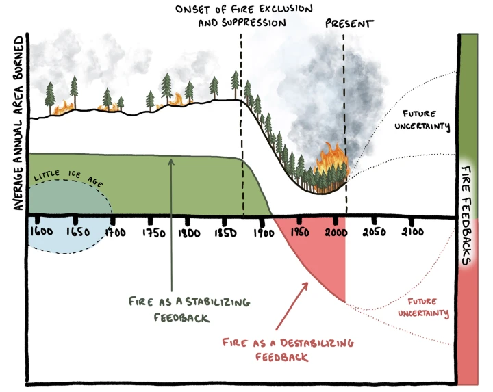 Conceptual figure illustrates the impacts of fire exclusion and suppression on area burned and fire severity in historically frequent-fire North American forests and woodlands represented by the majority of the fire scar sites used in the analysis by .