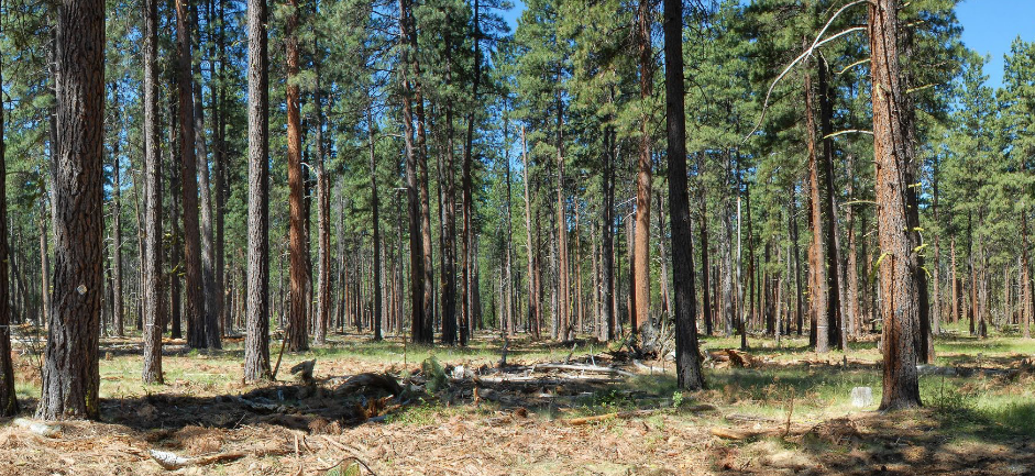 Thinned mixed conifer stand showing open stand structure.