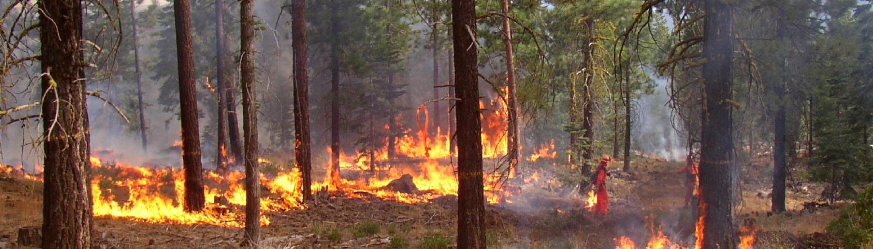 Prescribed fire in the Sierra Nevada.