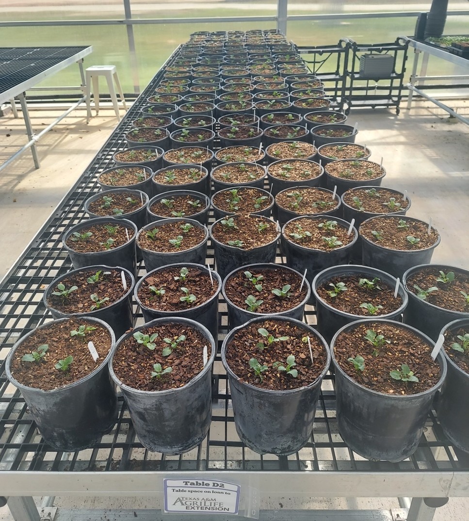Growth trials at Texas A&M University. Credit: Paul Winski.