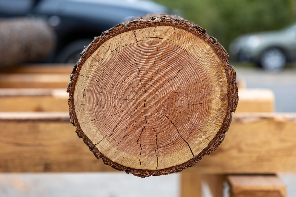 A log harvested during restoration at Forestree Collective’s mill in Sebastopol, California.
