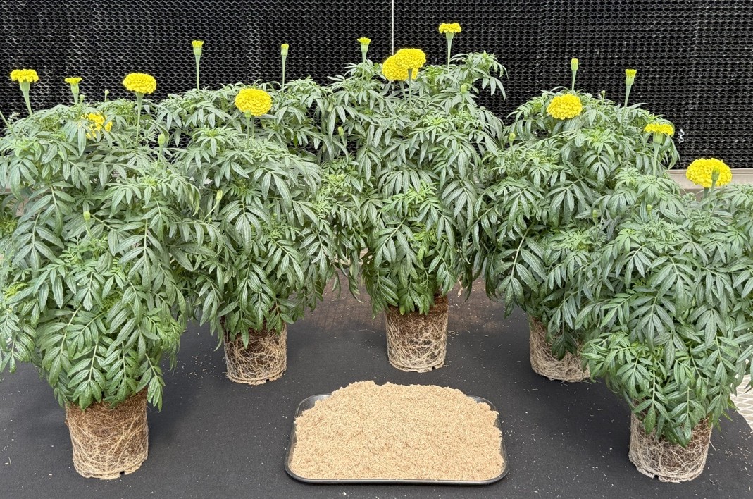 Sample wood fiber substrate produced by Plumas Wood Fiber.