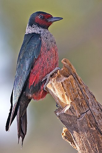 Lewis’s Woodpecker (Melanerpes lewis). Photo courtesy of wikimedia.org.