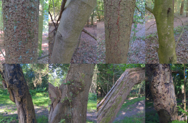 KoboToolbox Data/Gallery tab.